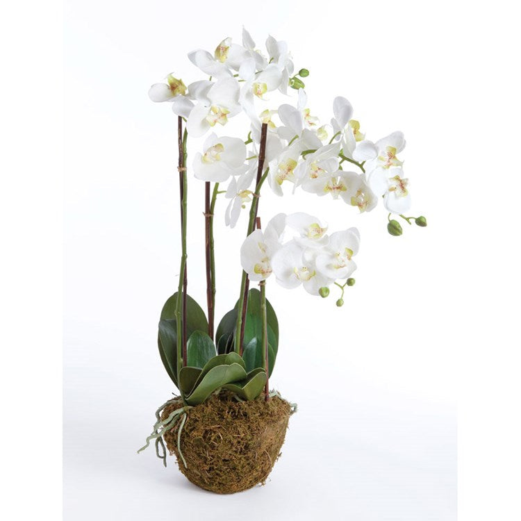 PHALAENOPSIS ORCHID DROP-IN 30"