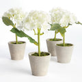 Mini Phalaenopsis Orchids Potted 9"