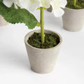 Mini Phalaenopsis Orchids Potted 9"