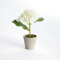 Mini Phalaenopsis Orchids Potted 9"