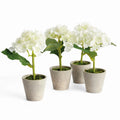 Mini Phalaenopsis Orchids Potted 9"
