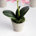 Mini Hydrangea Pots 8" White